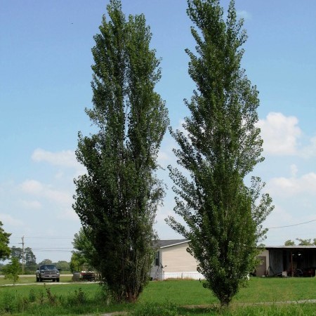 Populus nigra ‘Italica’ - Italiaanse populier