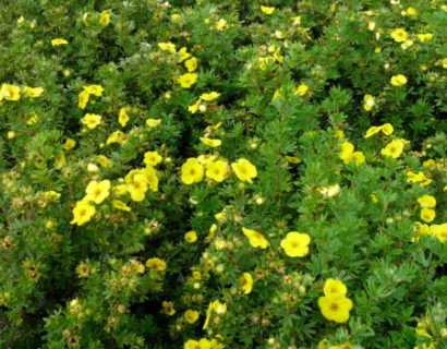 Potentilla fruticosa ‘Kobold’ - ganzerik