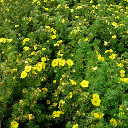 Potentilla fruticosa ‘Kobold’ - ganzerik