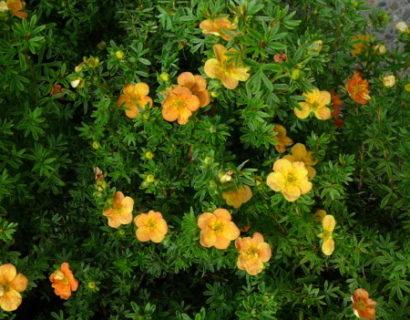 Potentilla fruticosa ‘Red Ace’ - ganzerik