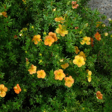 Potentilla fruticosa ‘Red Ace’ - ganzerik