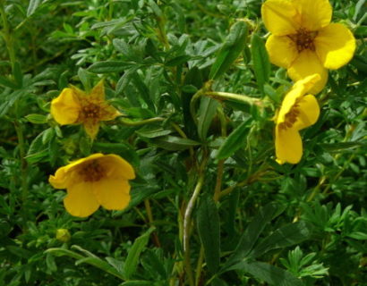 Potentilla fruticosa ‘Goldfinger’ - ganzerik