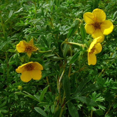 Potentilla fruticosa ‘Goldfinger’ - ganzerik