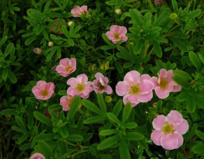 Potentilla fruticosa ‘Pink Beauty’ - ganzerik