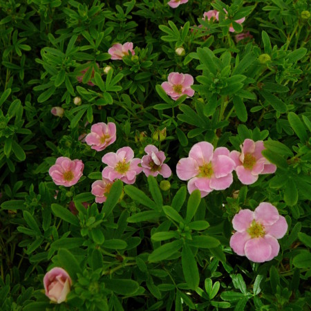 Potentilla fruticosa ‘Pink Beauty’ - ganzerik