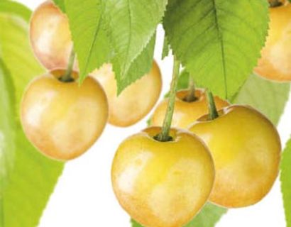 Prunus avium ‘Donissens Gold’ - kers