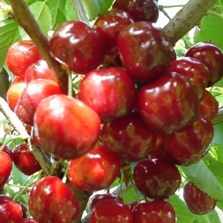 Prunus avium ‘Schneider’s Späte Knorpelkirsche’ - kers