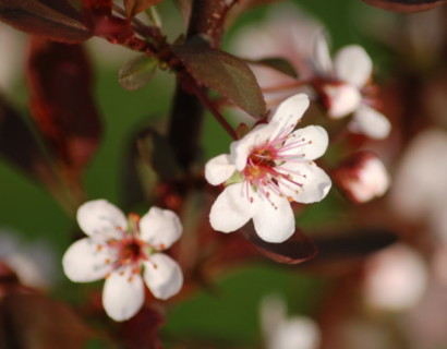 Prunus cistena