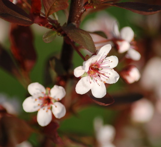 Prunus cistena - sierkers