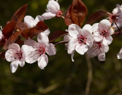 Prunus cerasifera ‘Nigra’ in pot - sierpruim