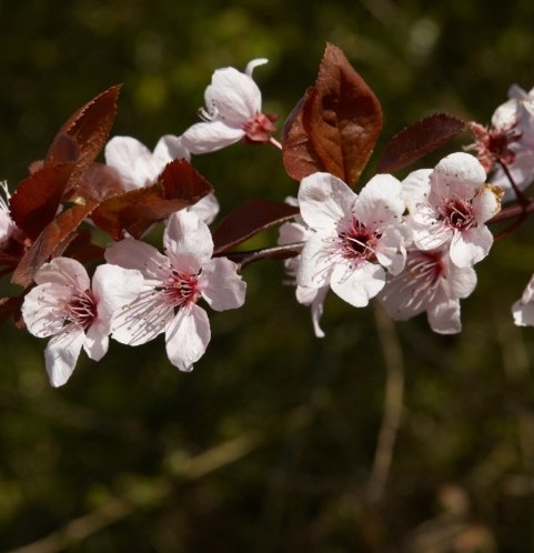 Prunus cerasifera ‘Nigra’ in pot