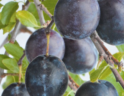 Prunus domestica ‘Bleue de Belgique’ - pruim