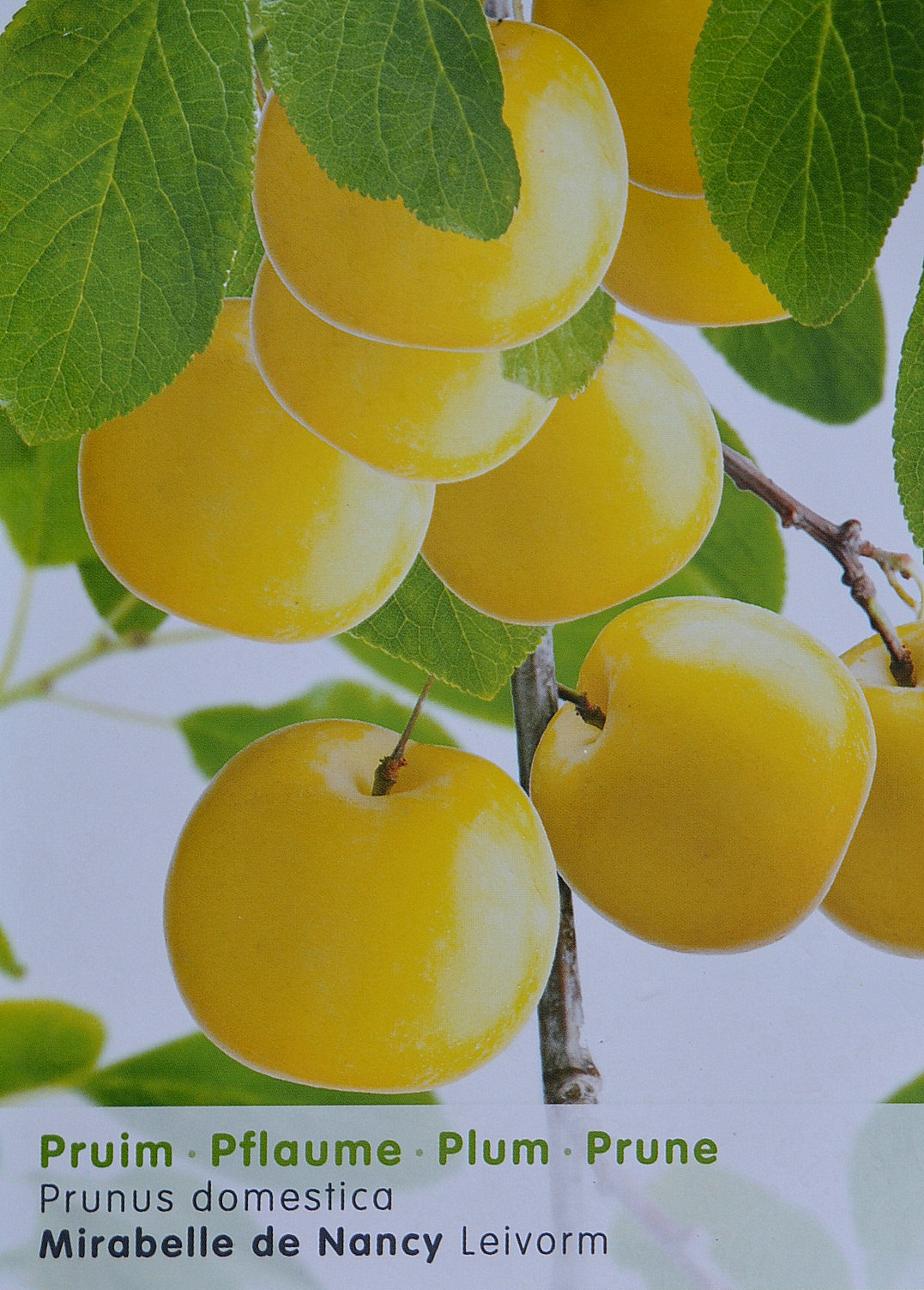 onderstammen fruitbomen