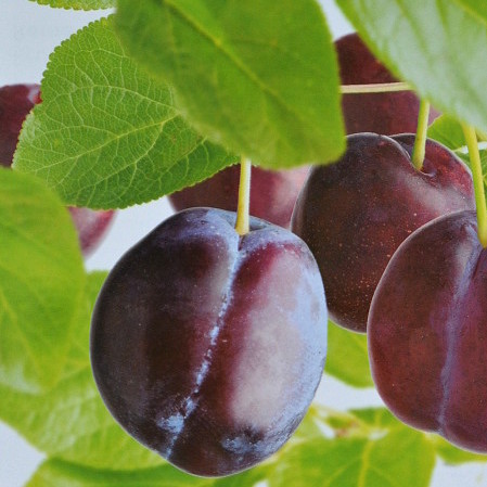 Prunus domestica ‘Reine Claude d’Althan’ of ‘Conducta’ - pruim