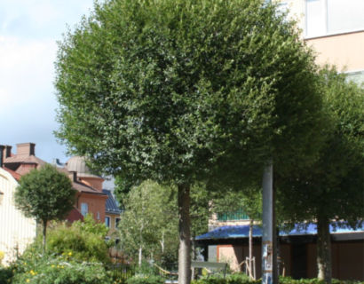 Prunus fruticosa ‘Globosa’ of eminens ‘Umbraculifera’ hoogstam bolvorm