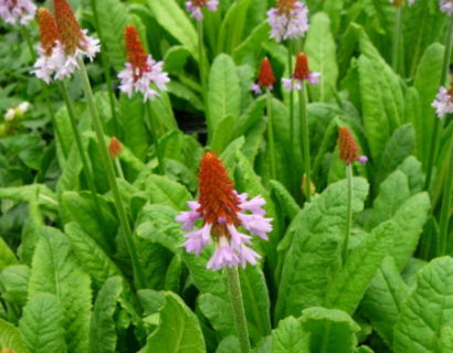 Primula vialii - sleutelbloem