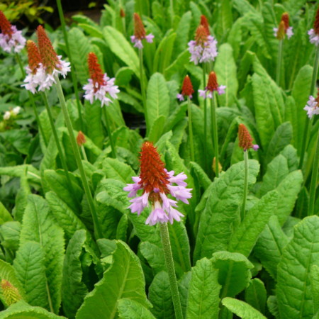 Primula vialii - sleutelbloem