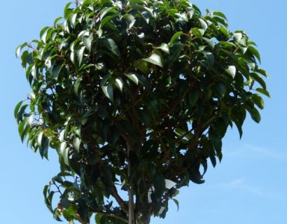 Prunus lusitanica hoogstam bolvorm - bolprunus, Portugese laurier hoogstam bolvorm