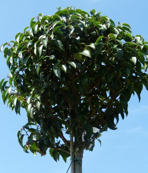 Prunus lusitanica hoogstam bolvorm - bolprunus, Portugese laurier hoogstam bolvorm