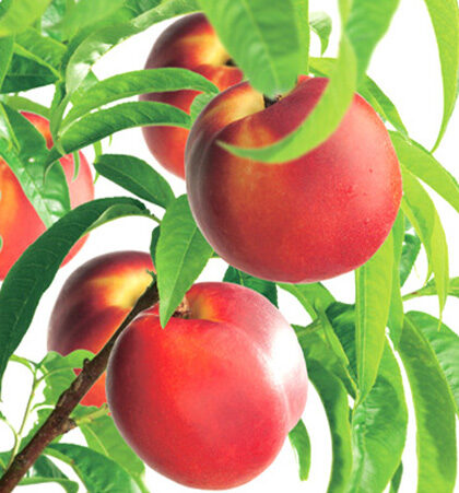 Prunus dwergnectarine - Nectarine