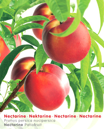 Prunus dwergnectarine - Nectarine