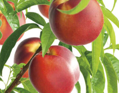 Nectarine ‘Mme Blanchet’ pot 7.5 liter - nectarine