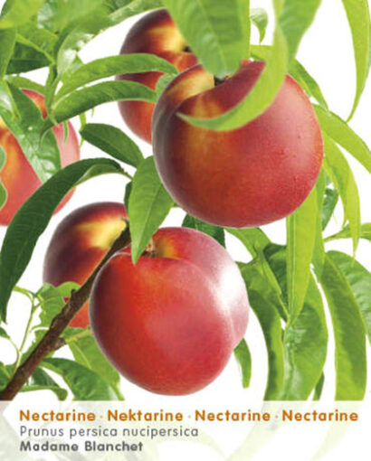 Nectarine ‘Mme Blanchet’ pot 7.5 liter