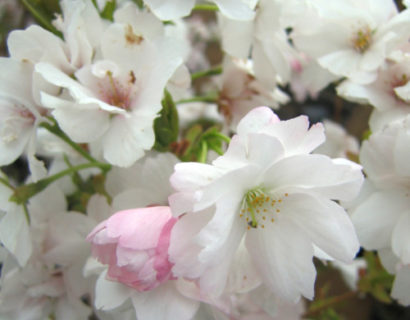 Prunus serrulata ‘Amanogawa’