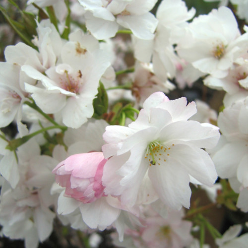 Prunus serrulata ‘Amanogawa’ - sierkers