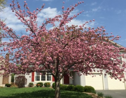 Prunus serrulata ‘Kanzan’ boom - Japanse sierkers