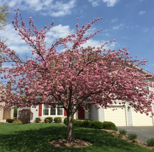 Prunus serrulata ‘Kanzan’ op stam - Japanse sierkers