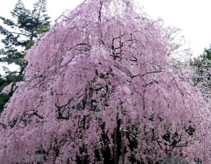 Prunus serrulata ‘Kiku-shidare-zakura’ op stam - Japanse treursierkers