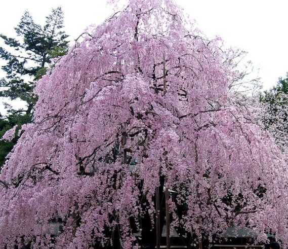 Prunus serrulata ‘Kiku-shidare-zakura’ op stam - Japanse treursierkers