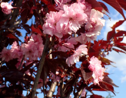 Prunus serrulata ‘Royal Burgundy’