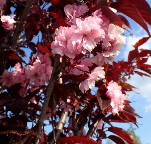 Prunus serrulata ‘Royal Burgundy’ op stam - Japanse kers