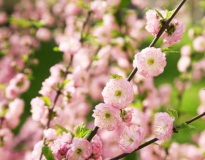 Prunus triloba op stam - amandelboompje