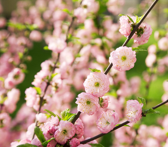 Prunus triloba op stam - amandelboompje