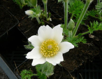 Pulsatilla vulgaris ‘Alba’