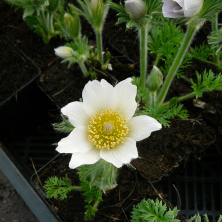 Pulsatilla vulgaris ‘Alba’ - wildemanskruid