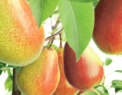 Pyrus communis ‘Bonne Louise’
