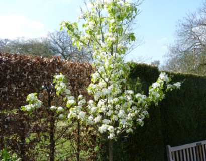 Pyrus 'Chanticleer' sierpeer in pot