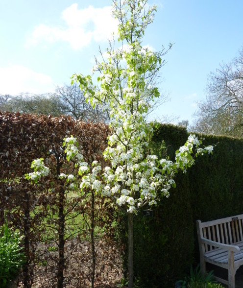 Pyrus ‘Chanticleer’ sierpeer in pot