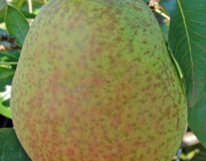 Pyrus communis ‘Dubbele Flip’