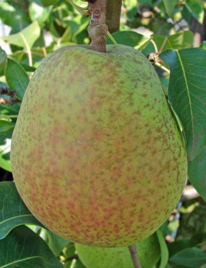 Pyrus communis ‘Dubbele Flip’ - peer