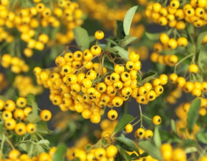 Pyracantha ‘Soleil d’Or’ - vuurdoorn