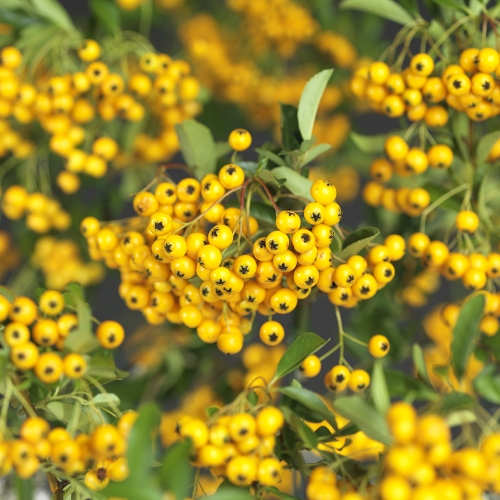 Pyracantha ‘Soleil d’Or’ - vuurdoorn