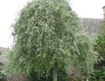 Pyrus salicifolia ‘Pendula’ op stam - Treursierpeer