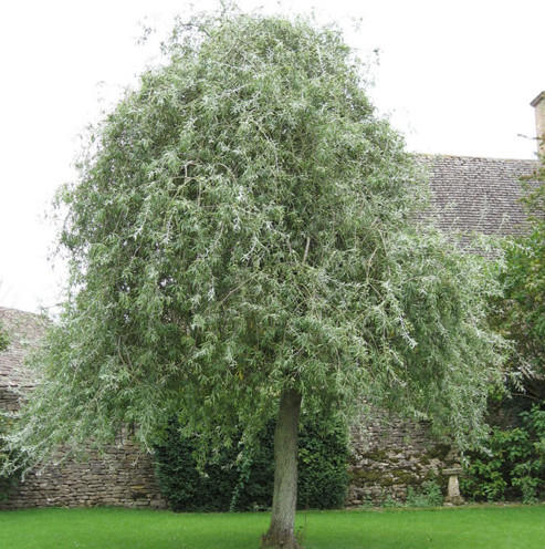 Pyrus salicifolia ‘Pendula’ op stam - Treursierpeer