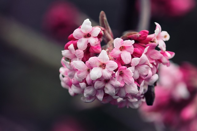 Viburnum bodnantense ‘Dawn’ - sneeuwbal