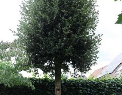 Quercus ilex - steeneik